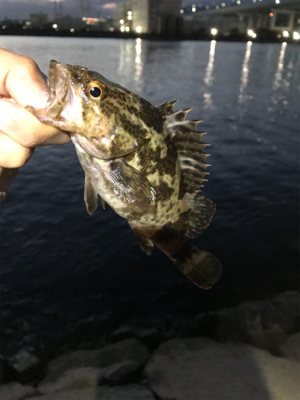 のんびりフィッシング