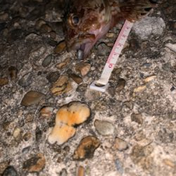 シーズン初ライトゲーム