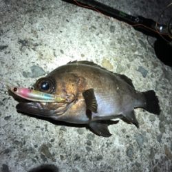 稚美魚はオールラウンダー！？