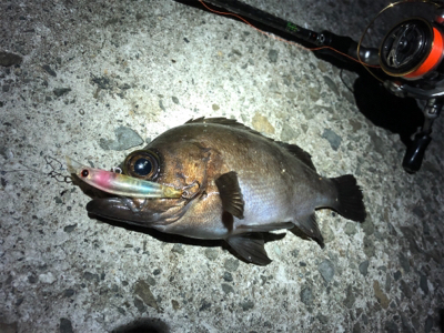 稚美魚はオールラウンダー！？