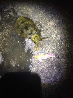 アオリちゃんがさらに賢くなった