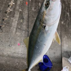 ショアジギで初青物!!