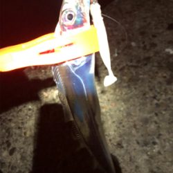 数は釣れたんだけど・・・