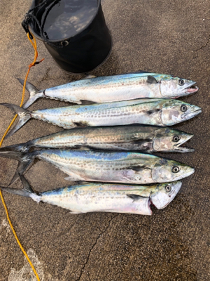 ナブラが広範囲で起き投げれば釣れる状況！