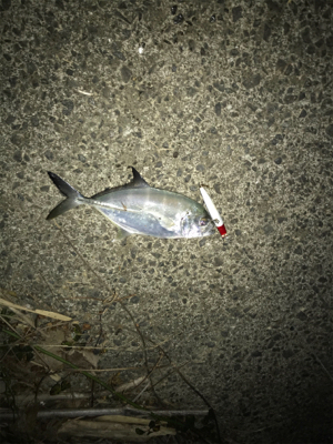 ナイトシーバス