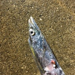 タチウオ少ない