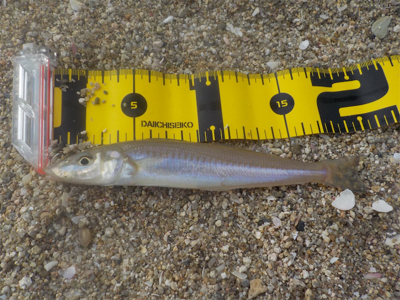 ラストキス&ファーストセイゴ