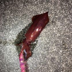 コウイカは何処へ