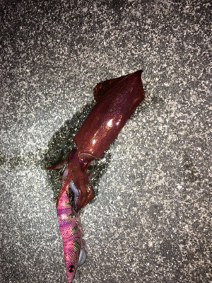 コウイカは何処へ