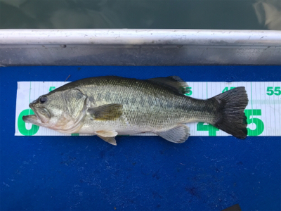 午前中ボート釣行！