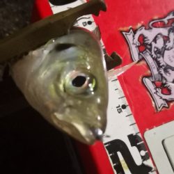 アジング練習 58