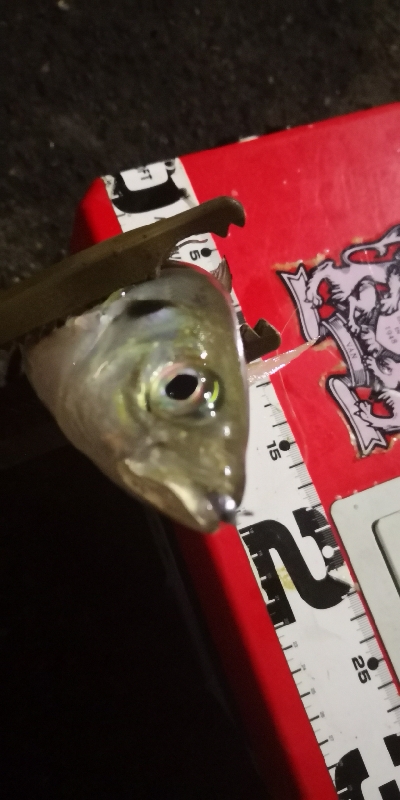 アジング練習 58