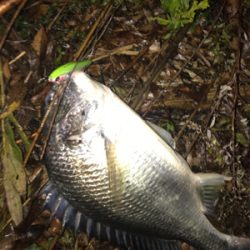 シーバス狙いの外道です