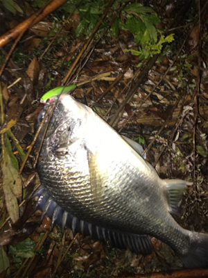 シーバス狙いの外道です