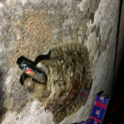 久しぶりにヒラメ!