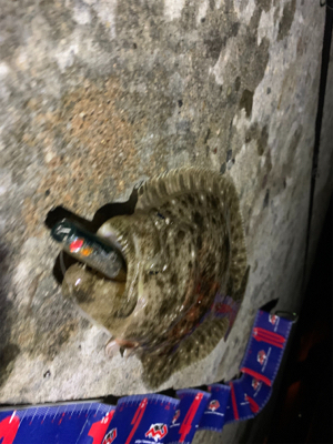 久しぶりにヒラメ!