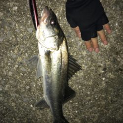 ナイトシーバス2