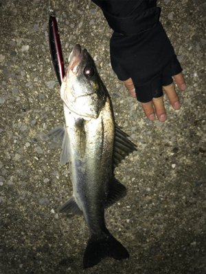 ナイトシーバス2