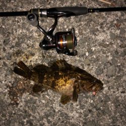 そろそろメバル