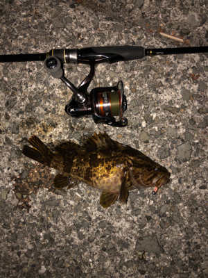 そろそろメバル