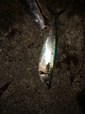 アジ　ボウズ！