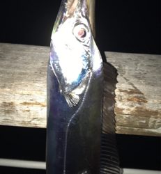 青、確保できず