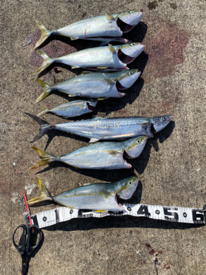 ハマチパターン