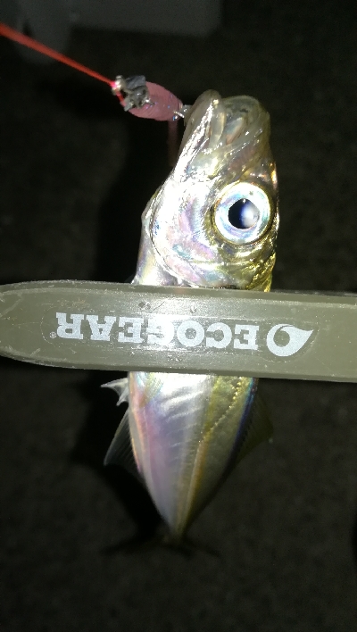 ナイトアジング