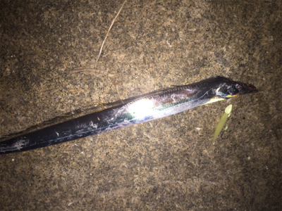 ワインドの日？