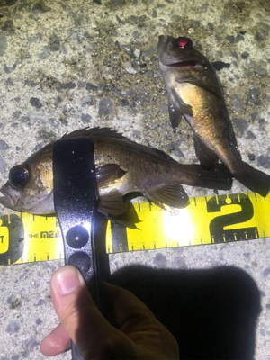 メバリング開幕