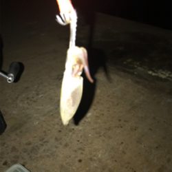 アオリが釣れないのでヒイカ釣りにσ(^_^;)
