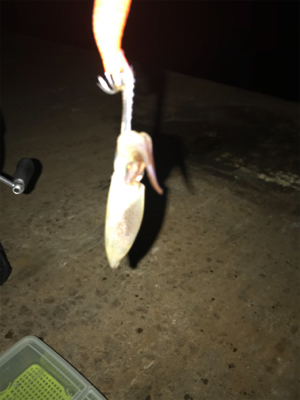 アオリが釣れないのでヒイカ釣りにσ(^_^…