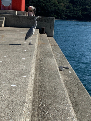 まだまだサイズが…