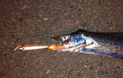 30分間限定…なんとか一本汗