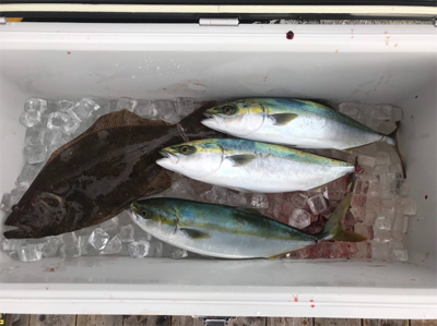 三河湾でボートライトジギング