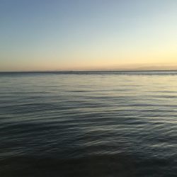 結局ガシラで癒し。。