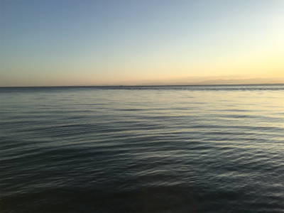 結局ガシラで癒し。。