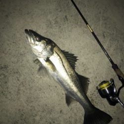 どぶ川シーバス！