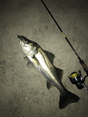 どぶ川シーバス！