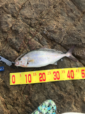 ショアジギング