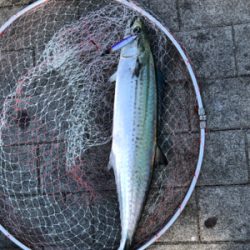 相変わらず渋い