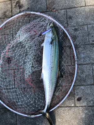 相変わらず渋い