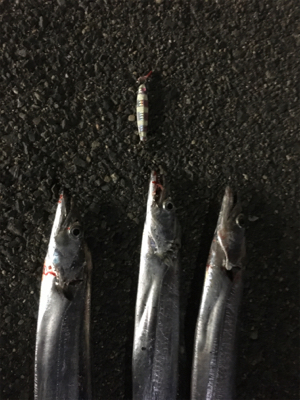 タチウオ３本