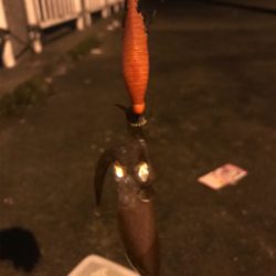 ヒイカ調査、広畑埠頭!