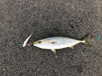 タチウオおまけにハマチ