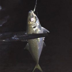 デカアジ求めて