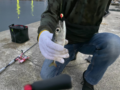 アジとサバがたくさん！