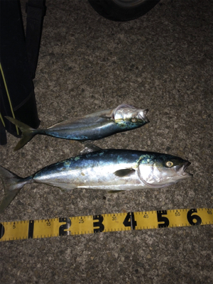 三連休 2日目 どこも渋ぶ。