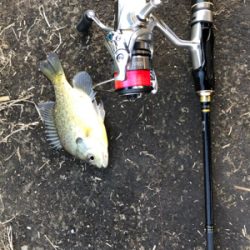 近所の中流域にて