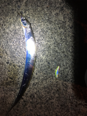 バイブレーションで太刀魚釣れました！